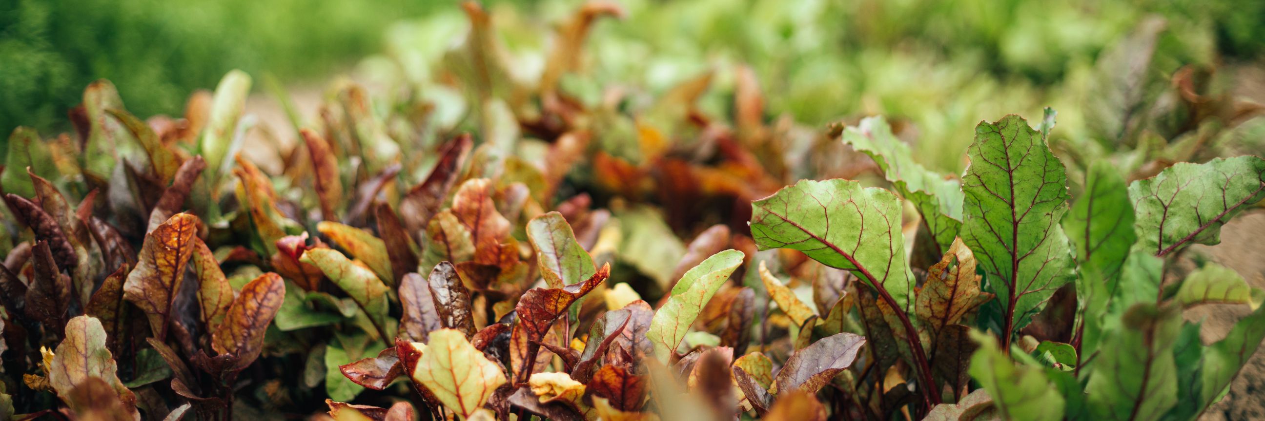 Pagina Brede Banner Website